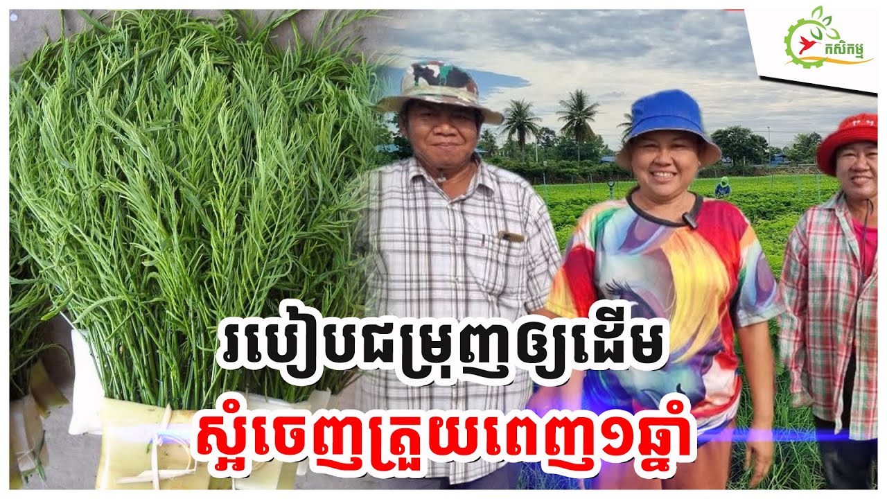 បច្ចេកទេសដាំស្អំឲ្យចេញត្រួយគ្មានរដូវ បេះលក់រាល់ថ្ងៃពេញ១ឆ្នាំ ដាំម្ដងប្រមូលផល២០ឆ្នាំ