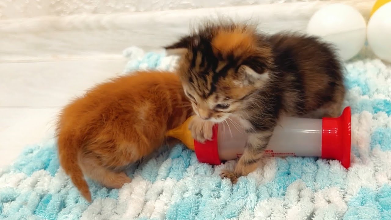 Самые милые моменты жизни приемных котят: кормление, ползание, сон и объятия!