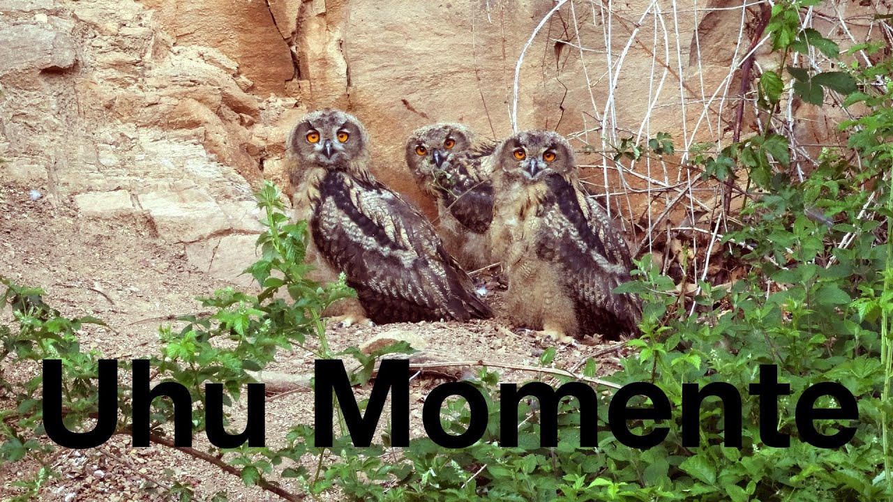 Uhu Momente | Steinbruch in Ostwestfalen | eagle owl moments