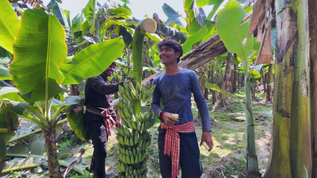 ৮০০ টাকার কলা । আমার সমান কাদি ।😱