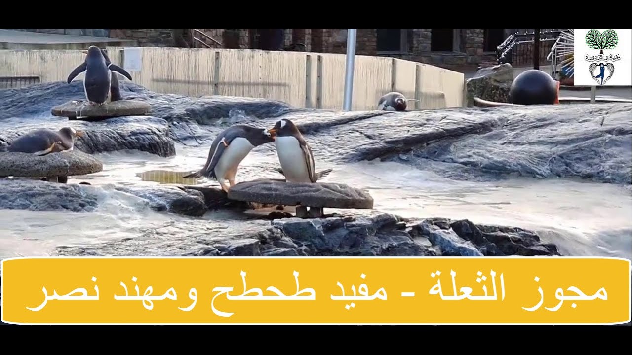 مجوز  الثعلة - مفيد طحطح ومهند نصر من المدينة المائية في النرويج - أغاني السويداء