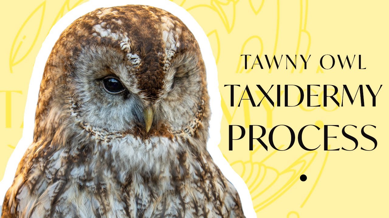 Tawny Owl Taxidermy Process | Skinning, Measuring, Feathering Behind the Scenes