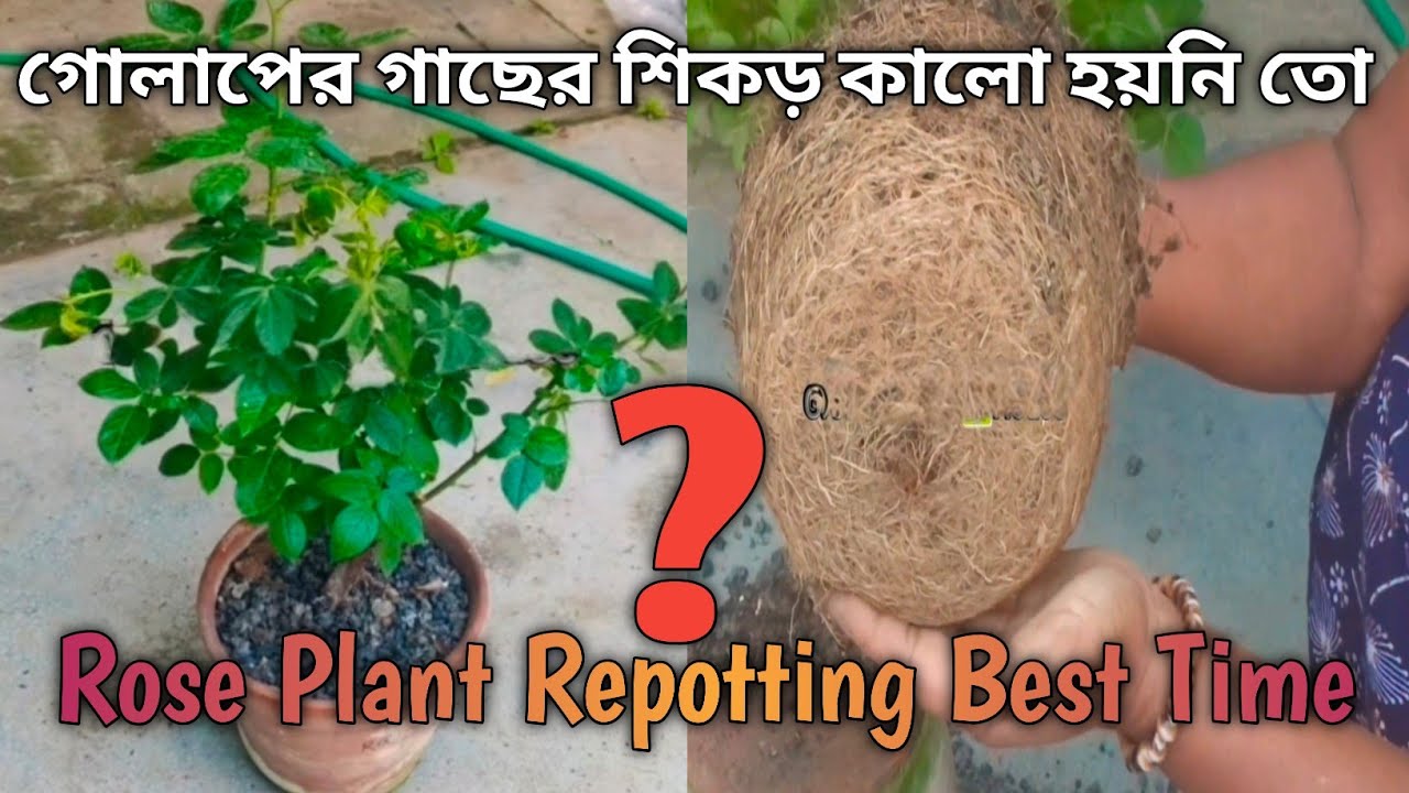 সম্পূর্ণ নতুন সয়েল  প্রতিস্থাপন করুণ 🌹গোলাপ | A To Z Care For Rose Plant In Summer | Repotting 