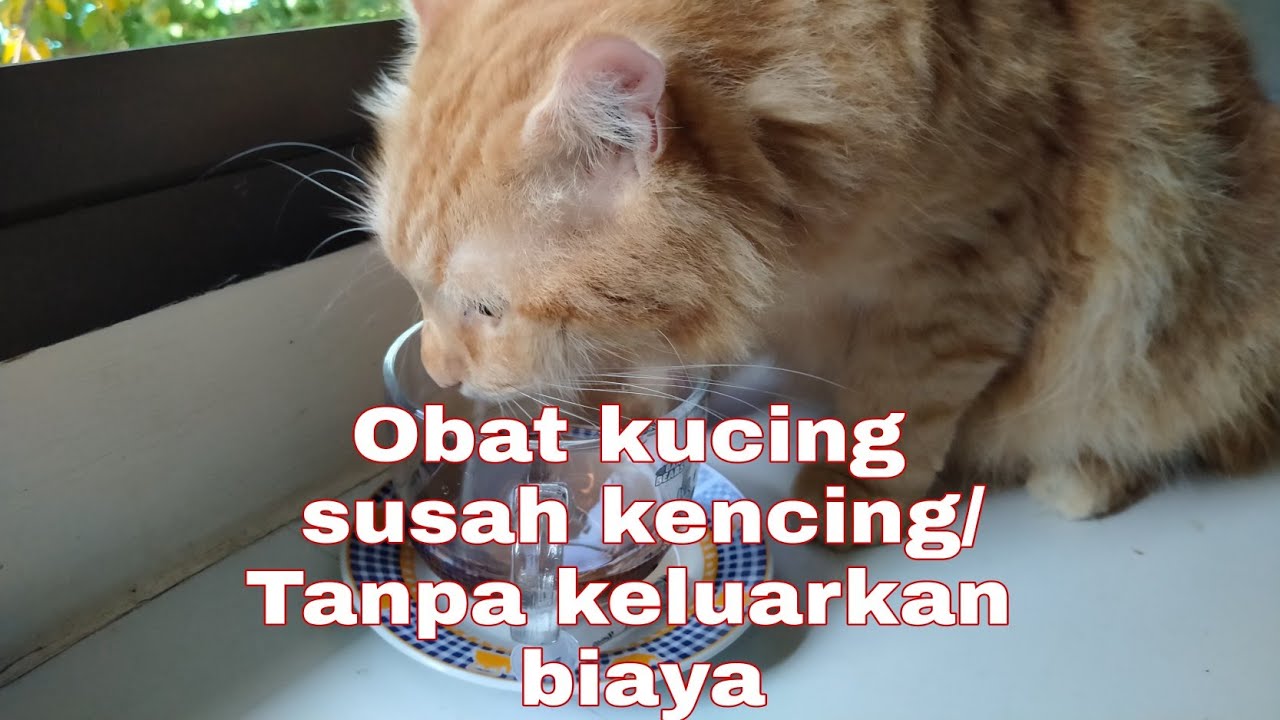 CARA MENGOBATI KUCING SUSAH KENCING TANPA BIAYA Dan sangat Ampuh