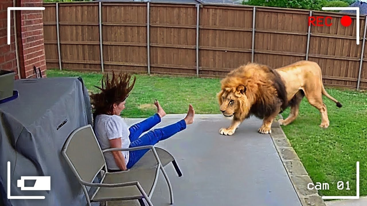 Moments Uniques Avec des Animaux Film&eacute;s