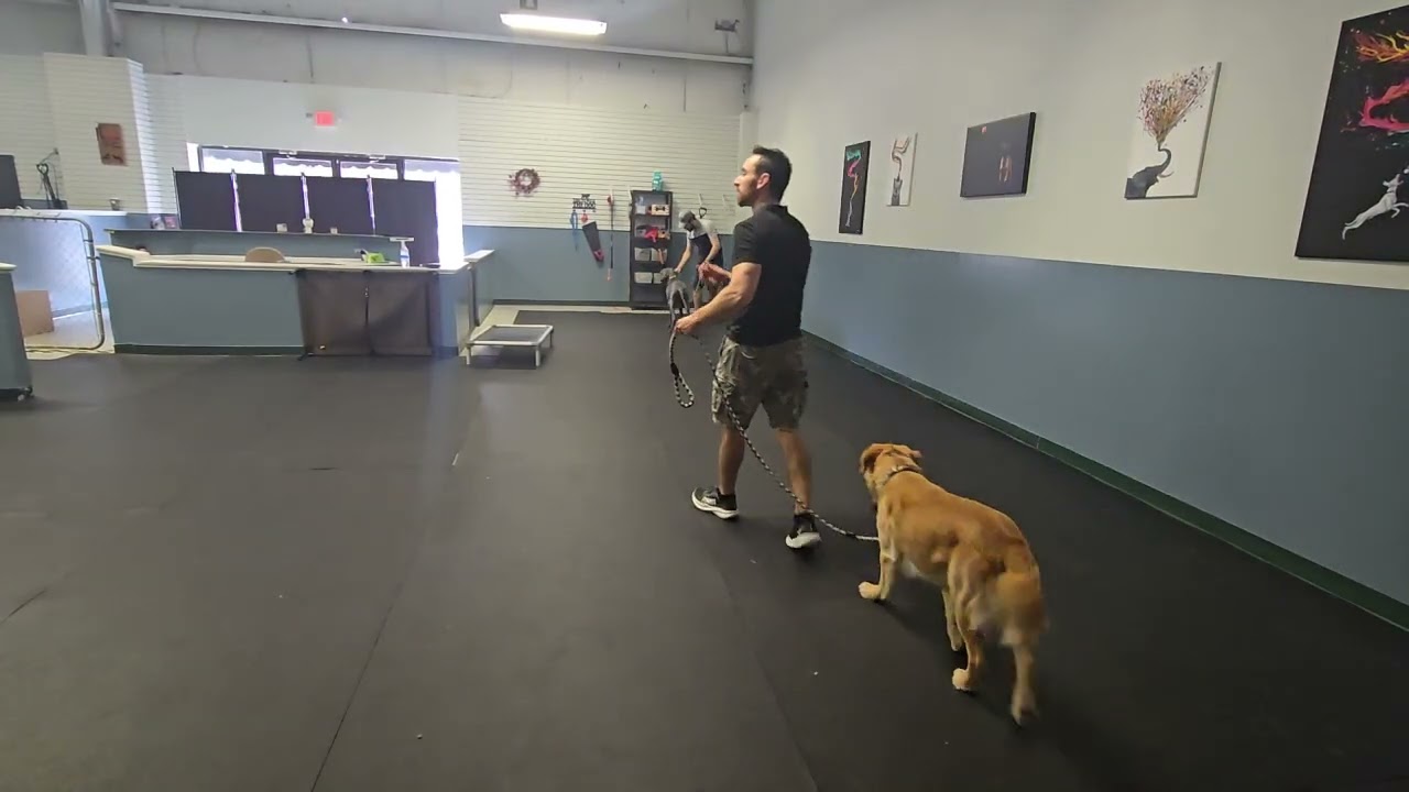 Hank walk