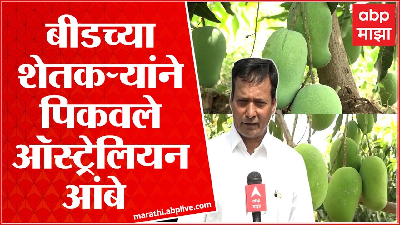 Beed :  : बीडच्या स्मार्ट शेतकऱ्याची Australian शेती,  मिळवला लाखोंचा नफा : ABP Majha
