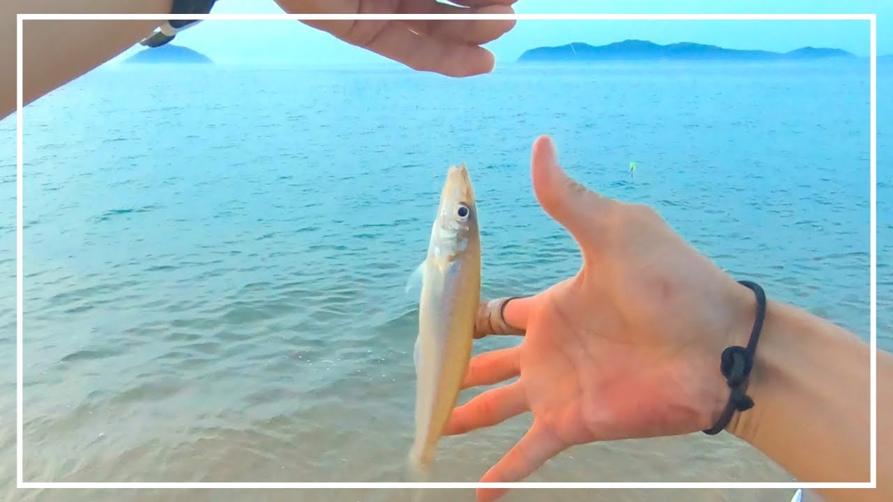 【キス釣り】5月上旬は夕方の砂浜で、良型のキス釣りを楽しみました