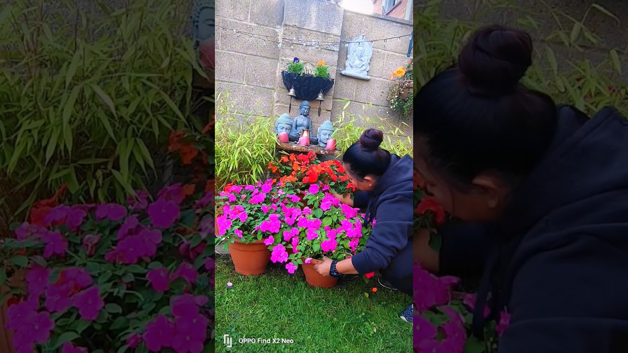impatiens flower| seasonal blooming #ytshort #flower #gardening #impatiens#nepali