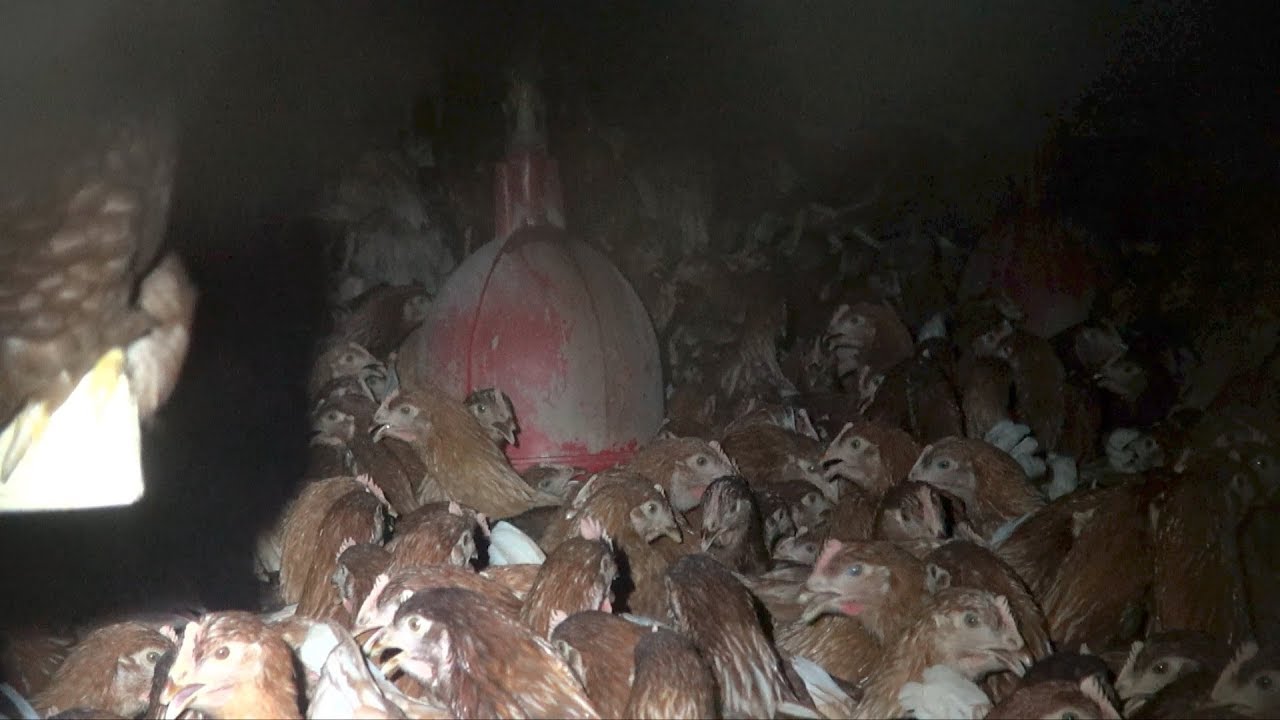 Camps de concentration pour poules et poulets