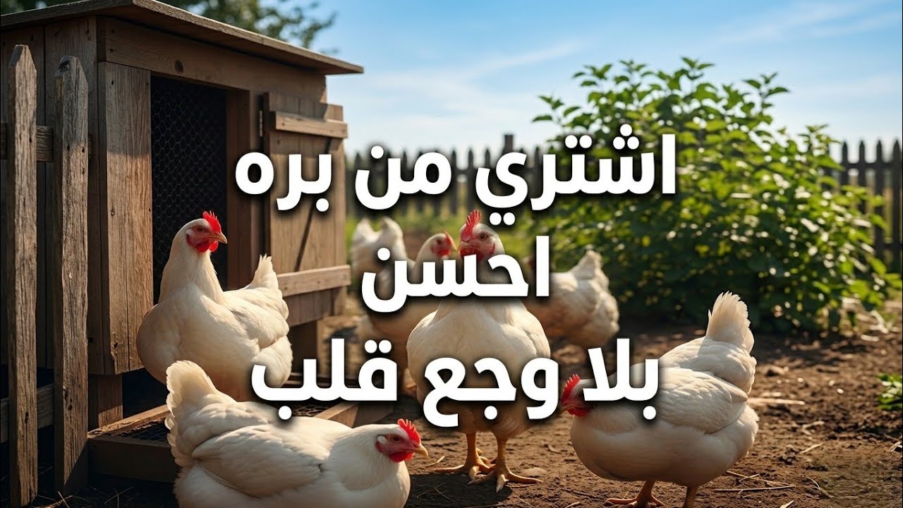 اشتري فراخ من بره احسن ( شراء العبد ولا تربيته)😏#دجاج #اكسبلور #طيور #علاج #اعتني #اهميه #فلوس 