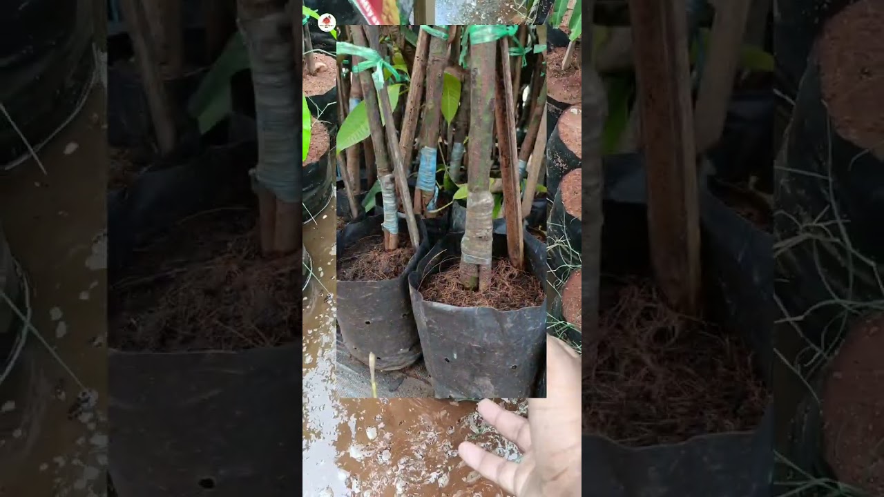 Original Miyazaki Mango Tree (Taiyono tamago) direct imported plant available in green Land Nursery