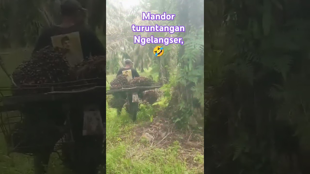 Mandor turuntangan langser, #youtubeshort