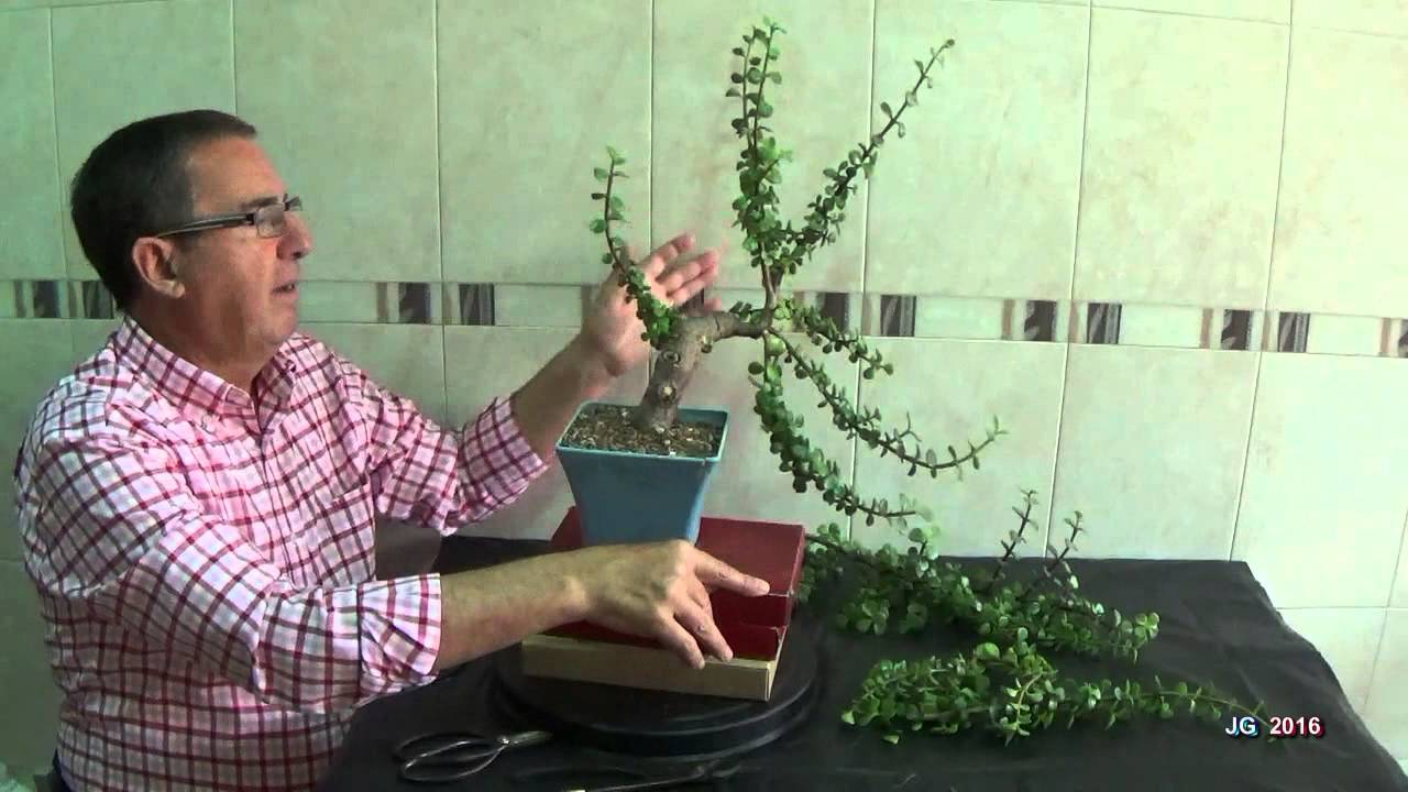 Portulacaria afra desde cero+2 Poda alambrado y modelado  JG 2016