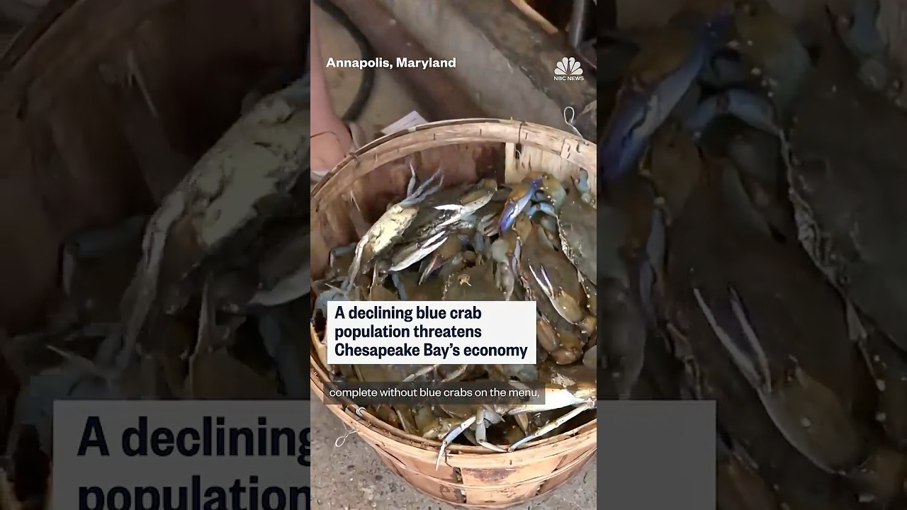 A declining blue crab population threatens Chesapeake Bay's economy