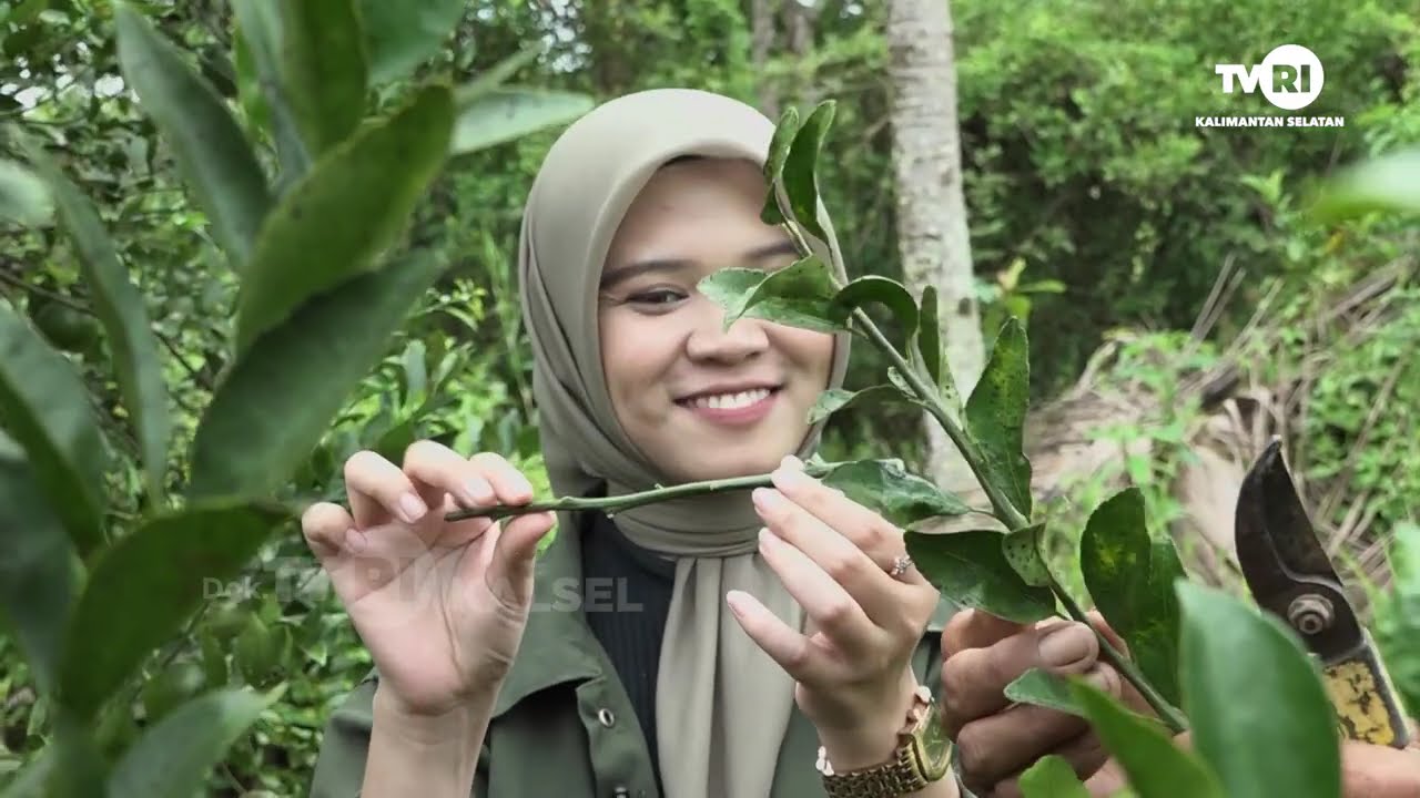 KINDAI LIMPUAR - BUDIDAYA JERUK | TVRI KALSEL