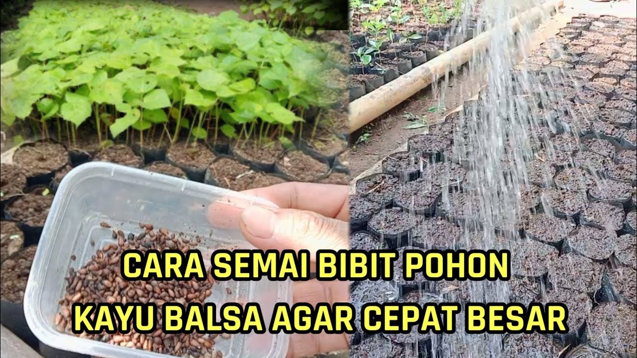 cara semai bibit pohon kayu balsa yang baik dan benar