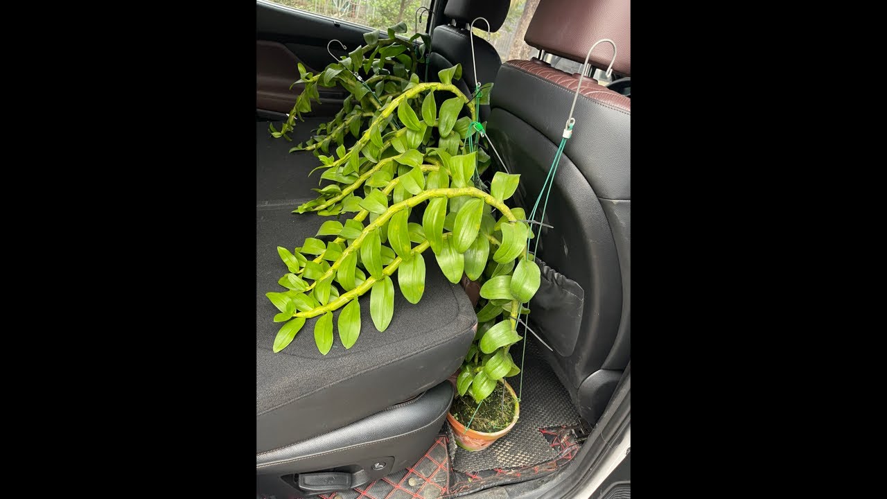 Lan Xứ mường đang phát trực tiếp! 0974827219