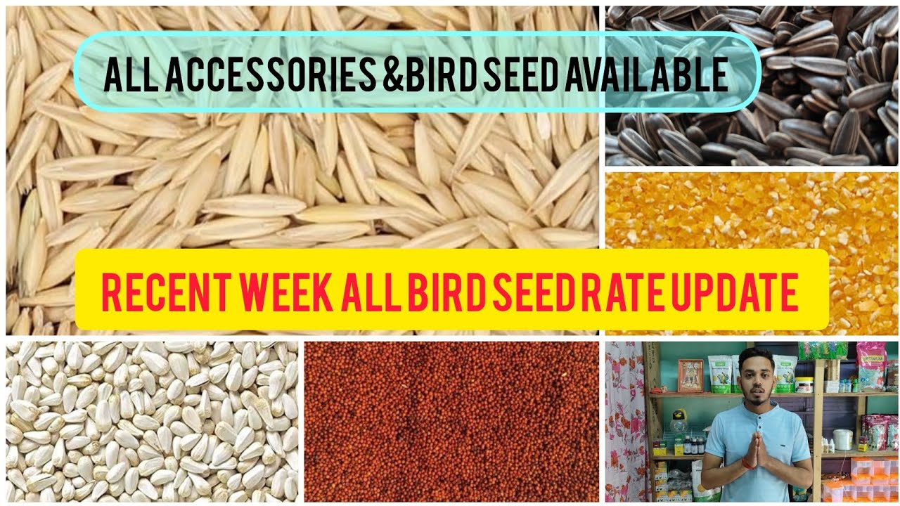 Recent week all types of bird seeds ।। pigeon seeds rate update ।। Kolkata ।। Taherpur ।।