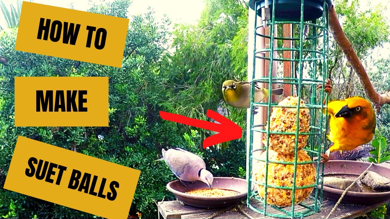 How to Make SUET BALLS for Birds