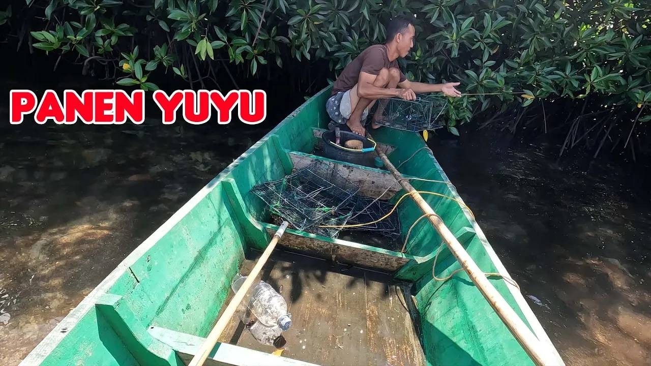 Panen Yuyu Tanpa Budidaya