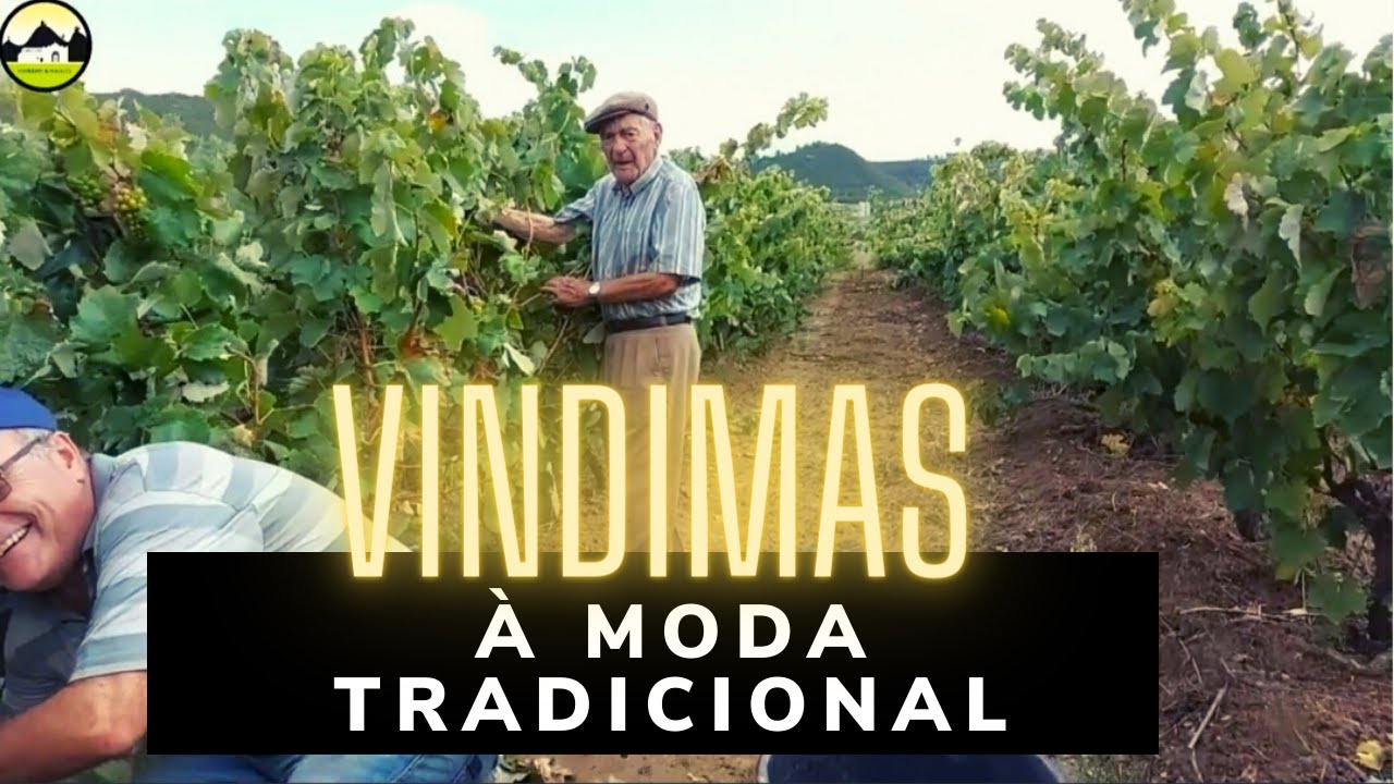 Vindima tradicional, todo o processo desde a apanha ao pisar da uva. Serra de Montejunto  Portugal