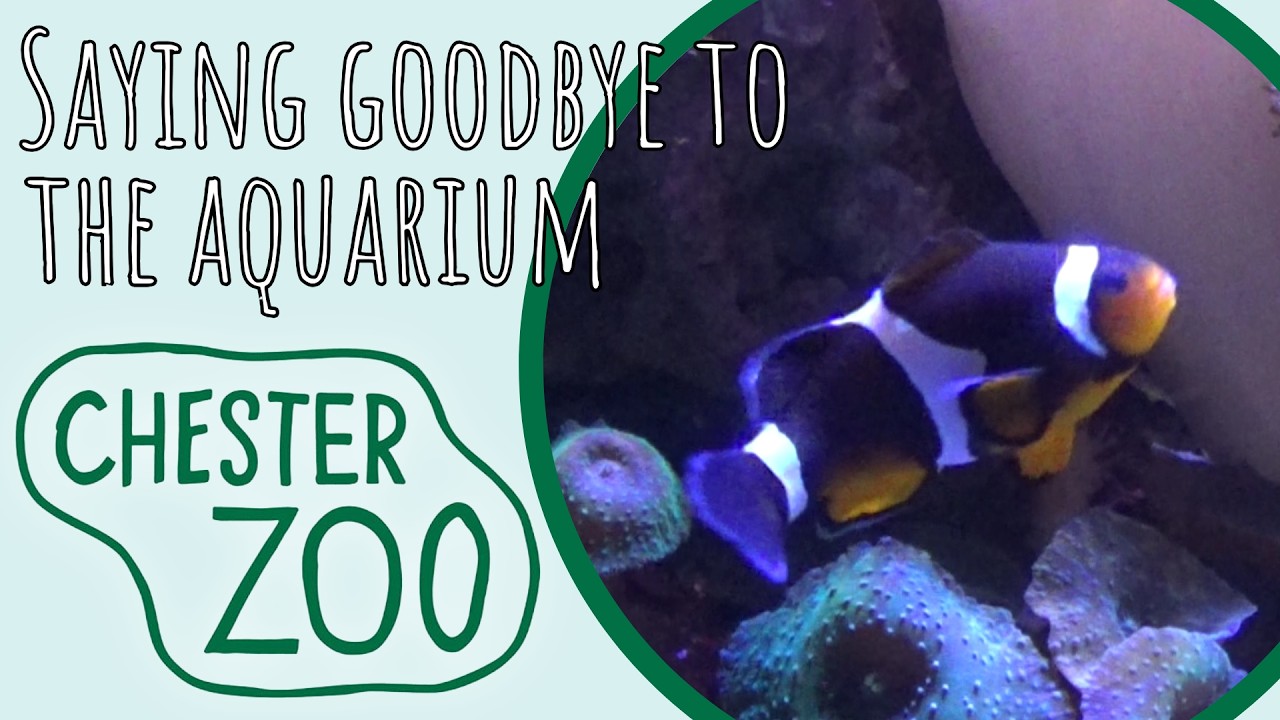 Saying Goodbye to the Aquarium - Chester zoo