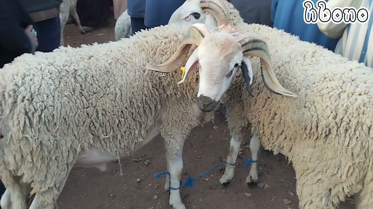اليوم من سوق خميس أولاد عياد إقليم الفقيه بن صالح مع تمن حولي العيد 🔥🔥🐏