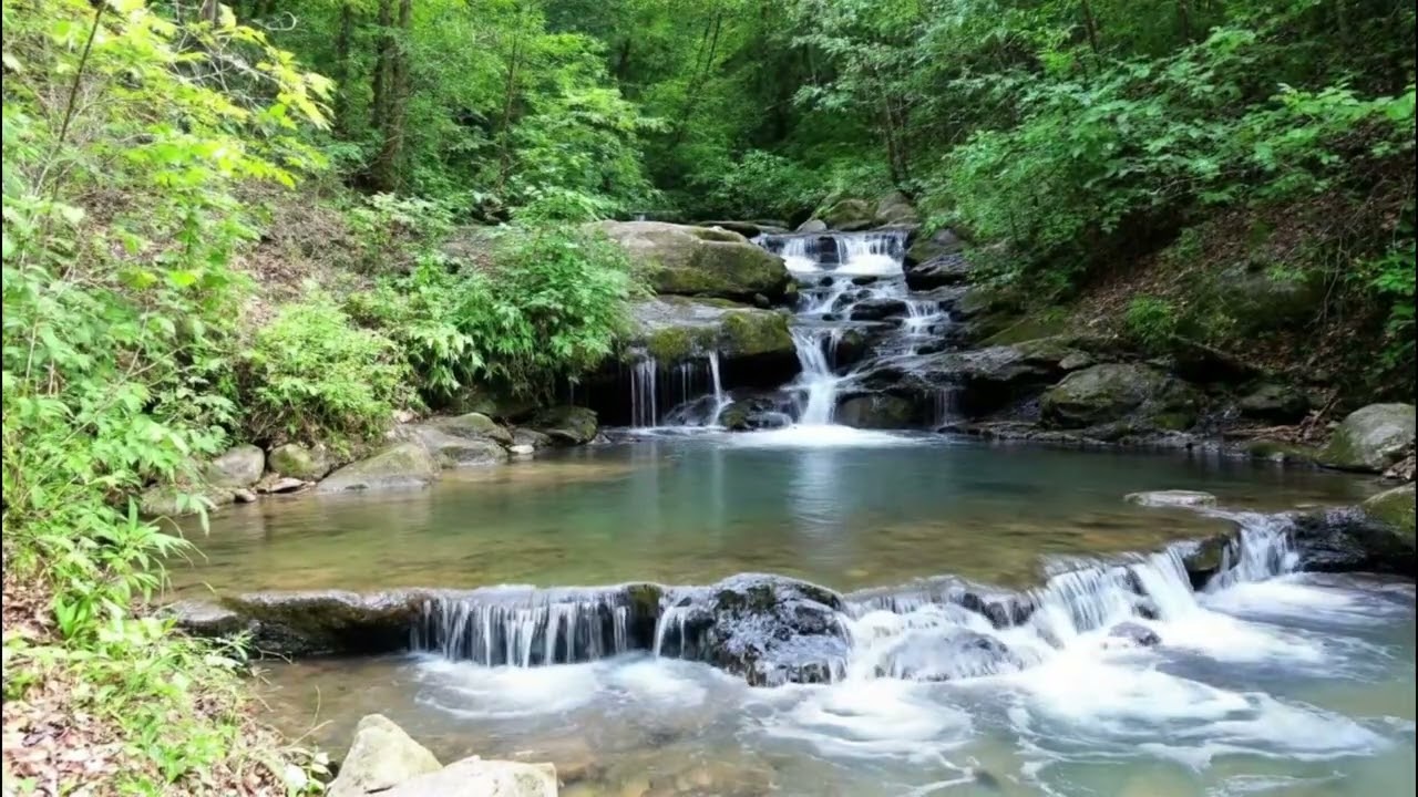 Soothing Forest Creek Ambience with Clear Water and Soft Flow