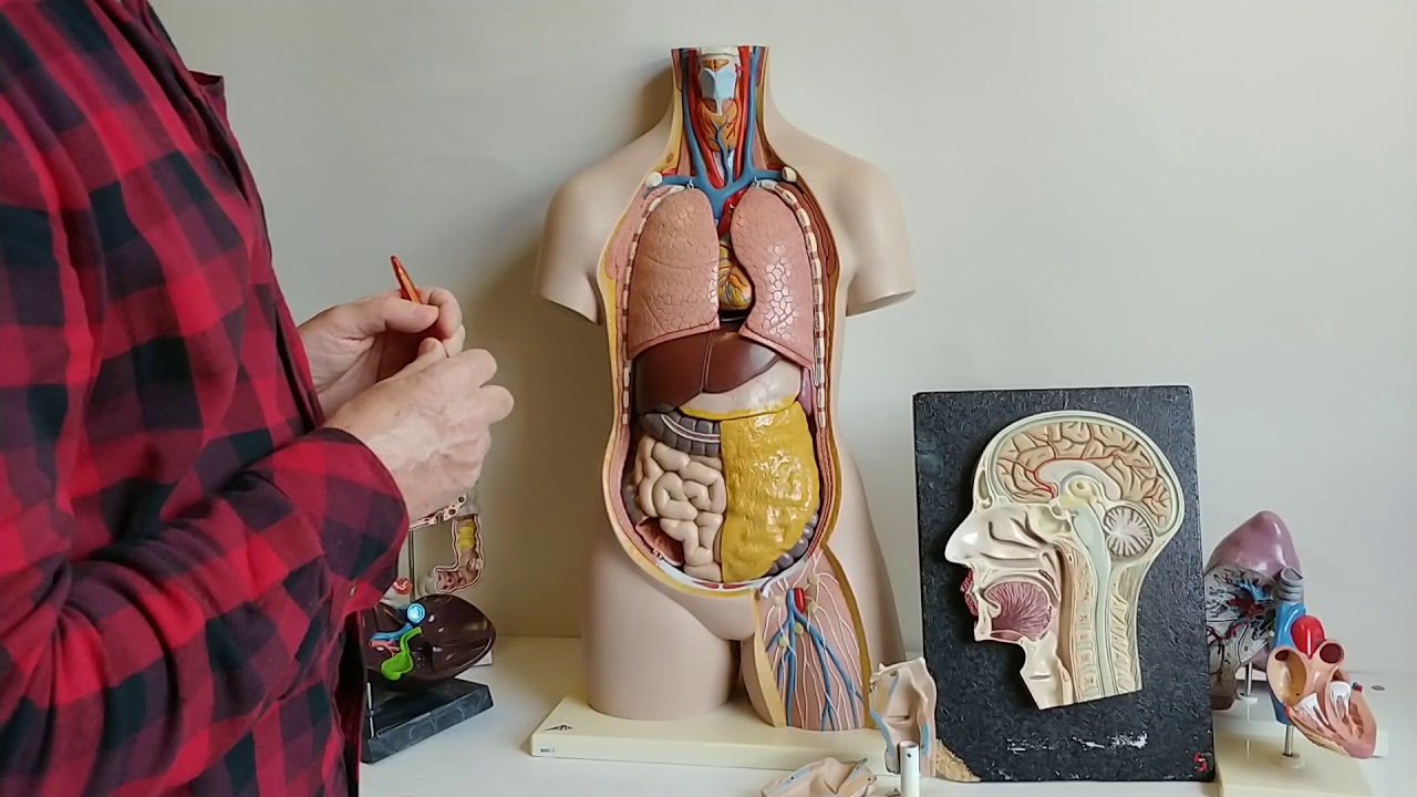 Anatomia w pigułce. Narządy szyi i tułowia.