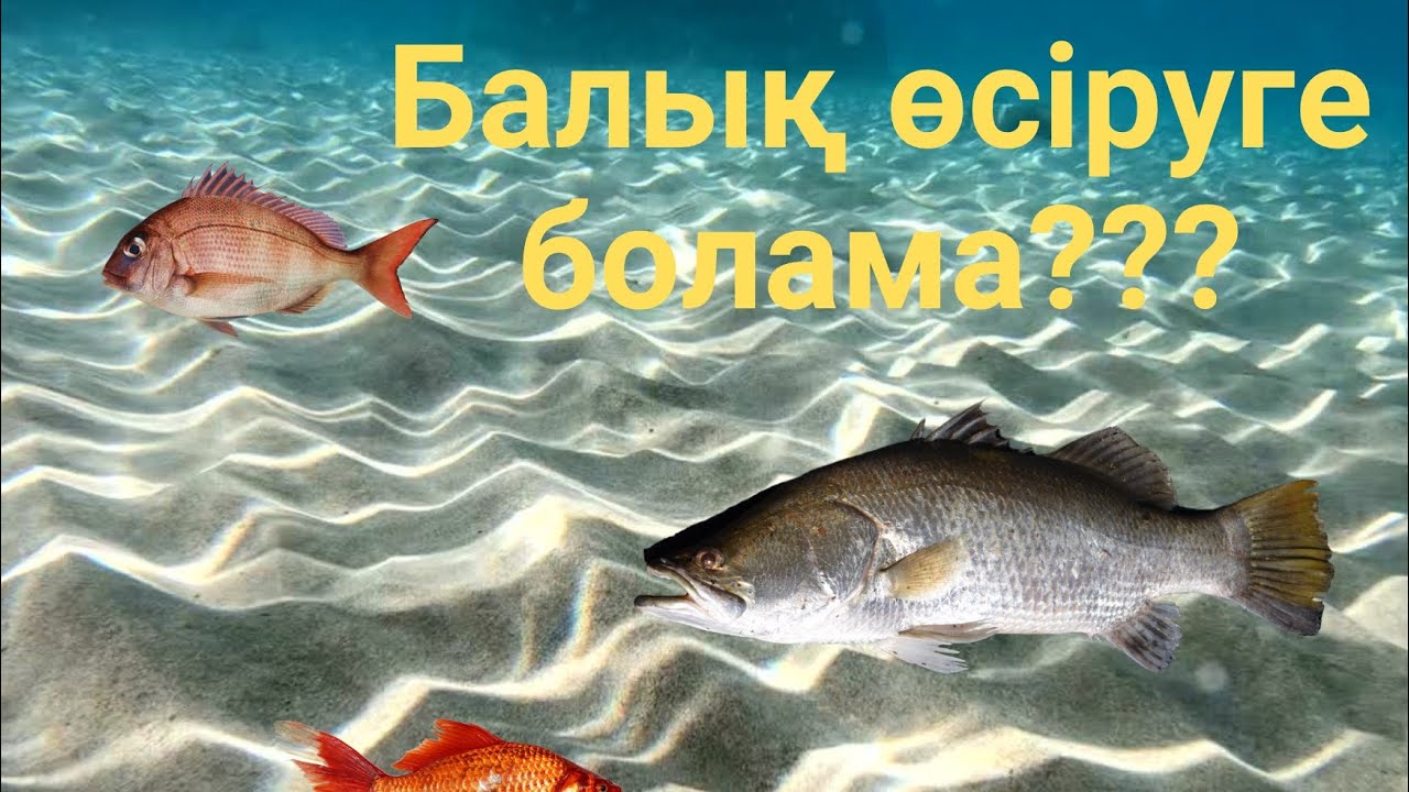 Үй жағдайында қалай балық бағуға болады???Сазан
