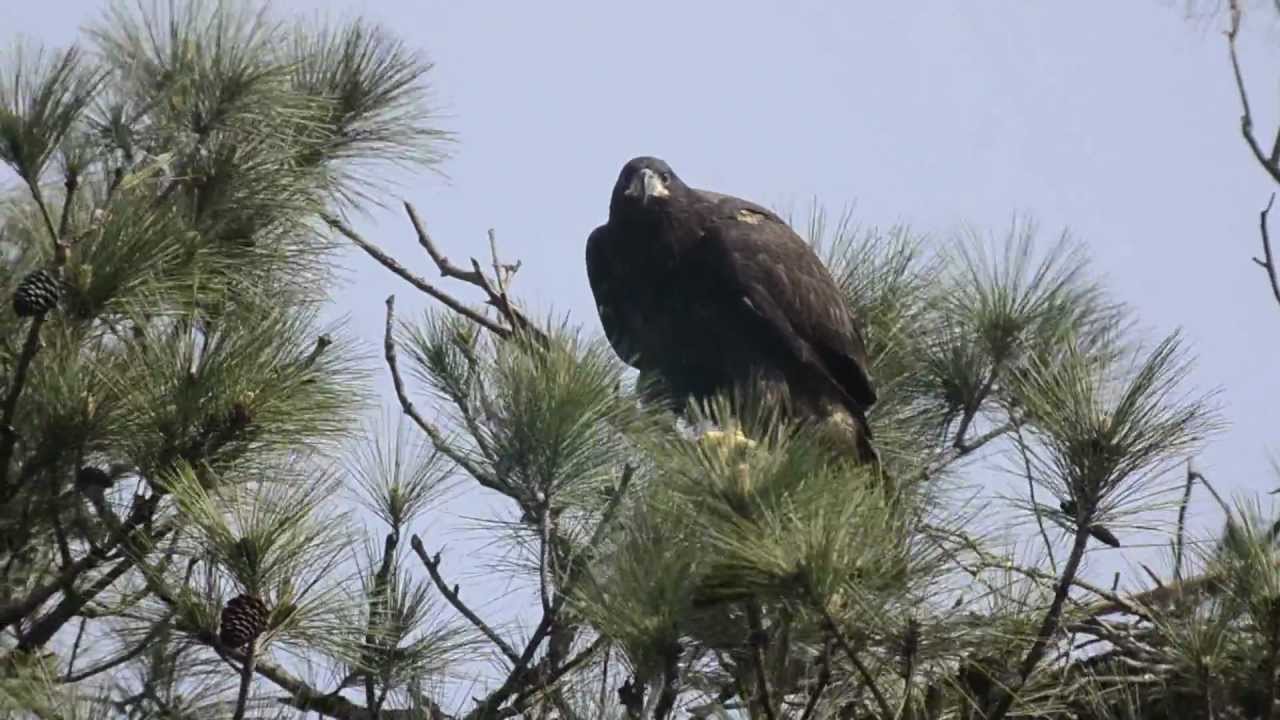 Eaglet Attempting to Fly