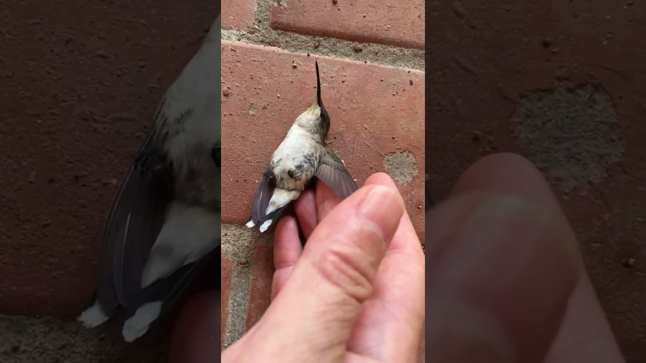 Nydia' & Hummi the Hummingbird's Adventures Part One