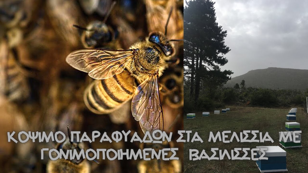 Κόψιμο παραφυάδων δεύτερη φορά στα μελισσια με γονιμοποιημένες βασίλισσες