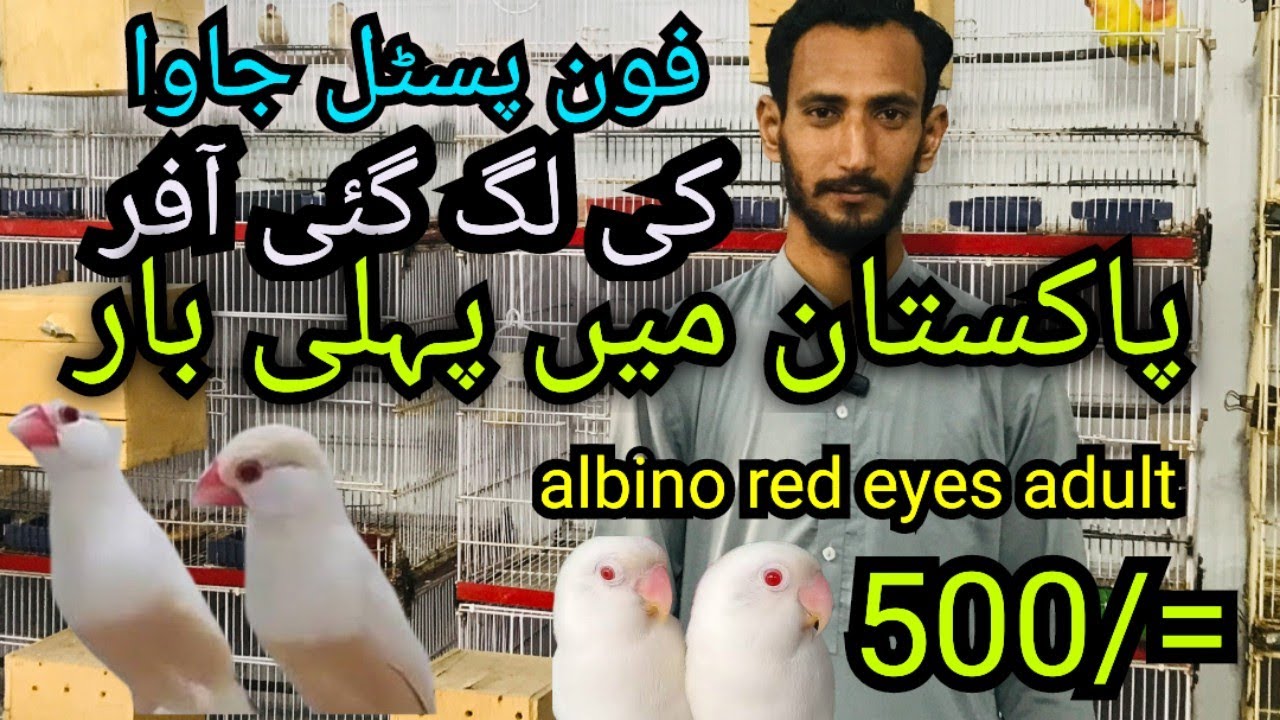OFFER| PAKISTAN MEIN PEHLI BAR FOAN PASTEL JAVA PER OFFER LAG GAI | ALBINO RED EYES ADULT 500/= |