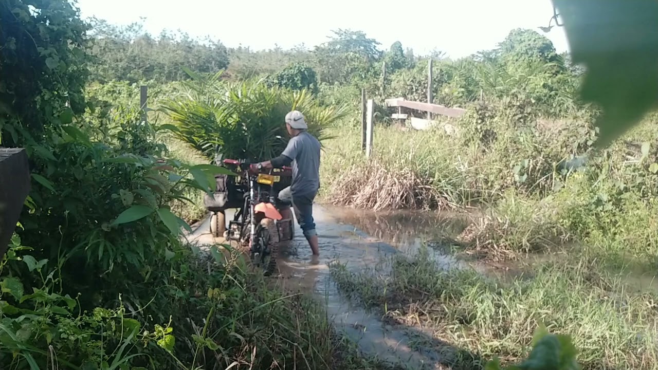 Roda Tiga muatan bibit sawit, melewati parit saluran air