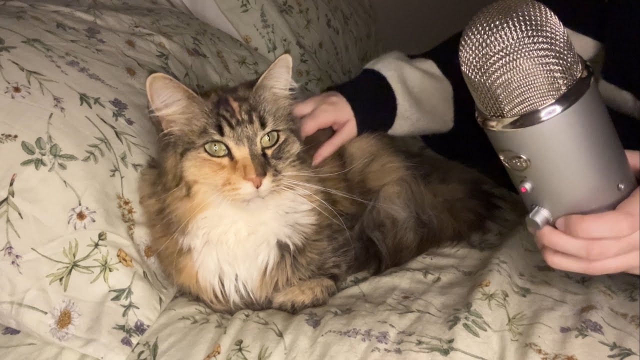 ASMR - Asmr With A Cat! 🐈 (Purring Sounds, Petting Sounds)