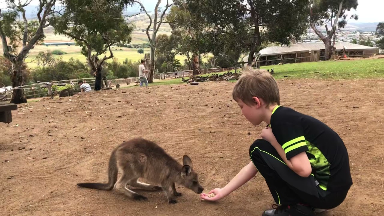 Feeding kangaroos at Bonorong, Tasmania