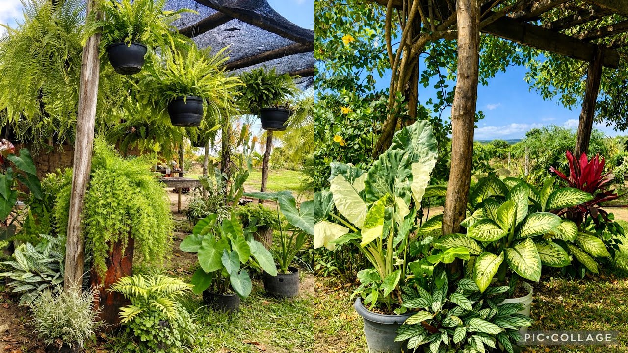 Plantas que Amam Vasos e Crescem Lindas 🪴
