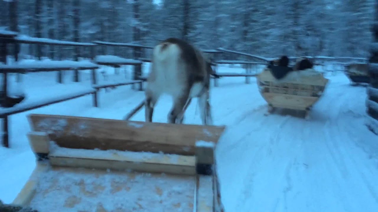Nordic Adventures: Safari in Finland