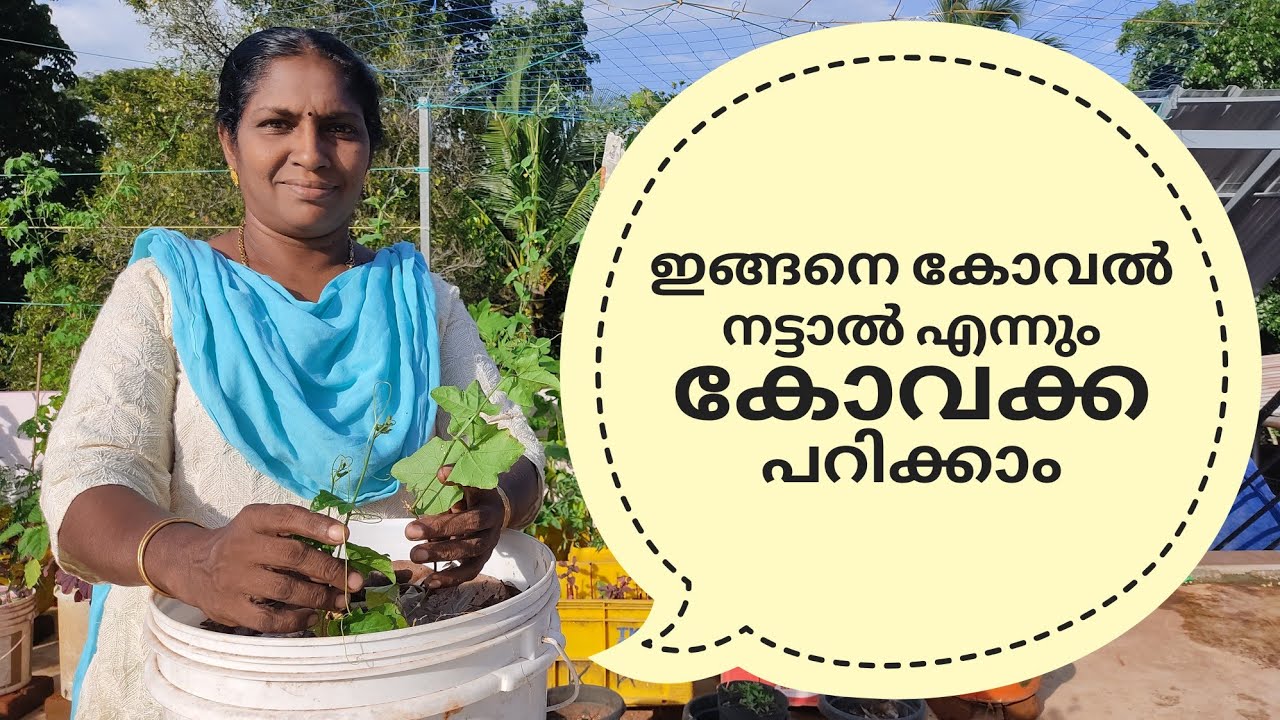 കോവൽ എങ്ങനെ ടെറസ്സിൽ പാത്രത്തിൽ വളർത്താം | Best method to plant KOVAL on terrace in container |