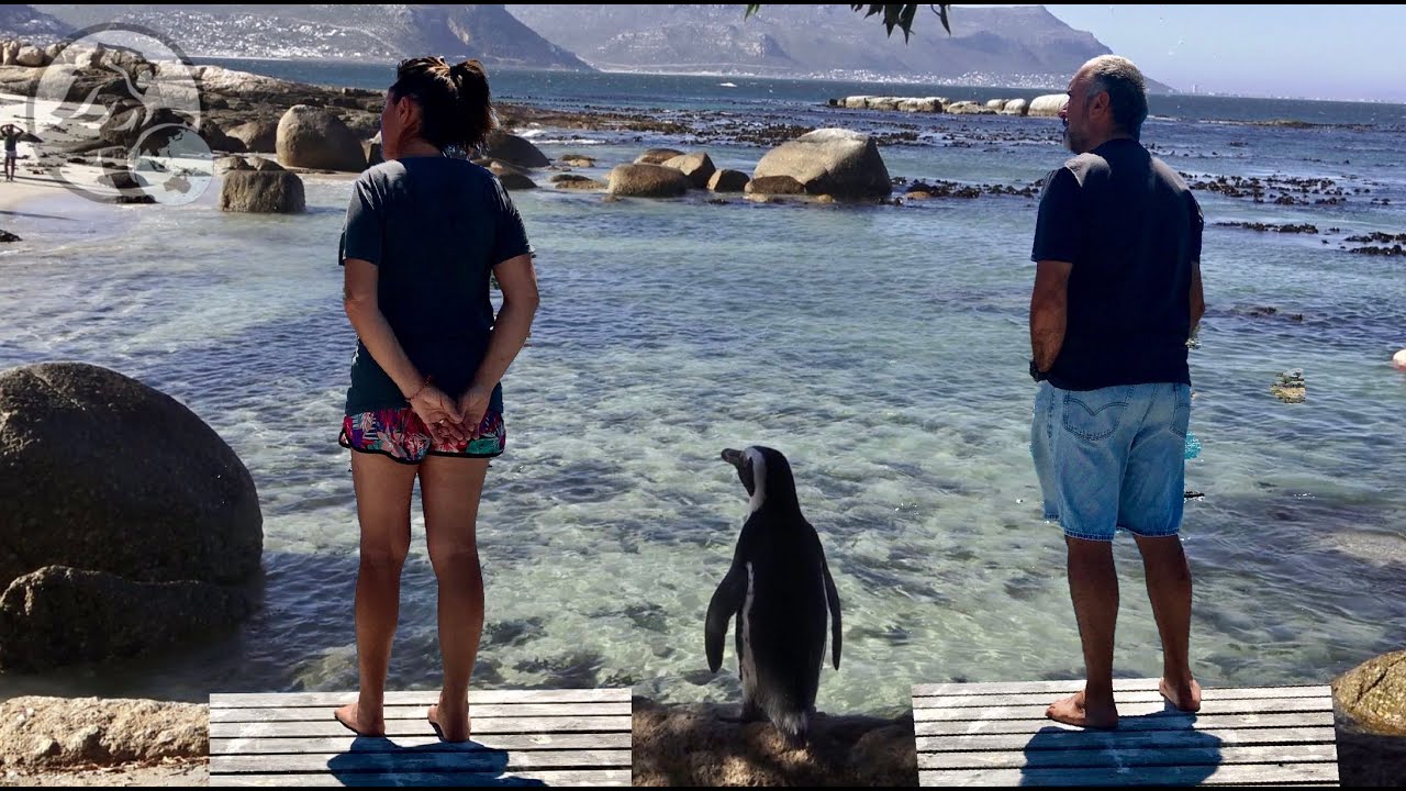 #69 Black Lion en Afrique du Sud, visite de Boulders, Fish Hoeck, Simon&rsquo;s Town, Admiral waterfall,
