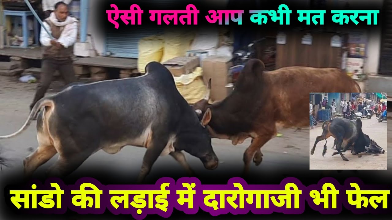 दो सांडो की लड़ाई में दरोगा जी भी फेल/ मार्केट में दो सांडो का आतंक