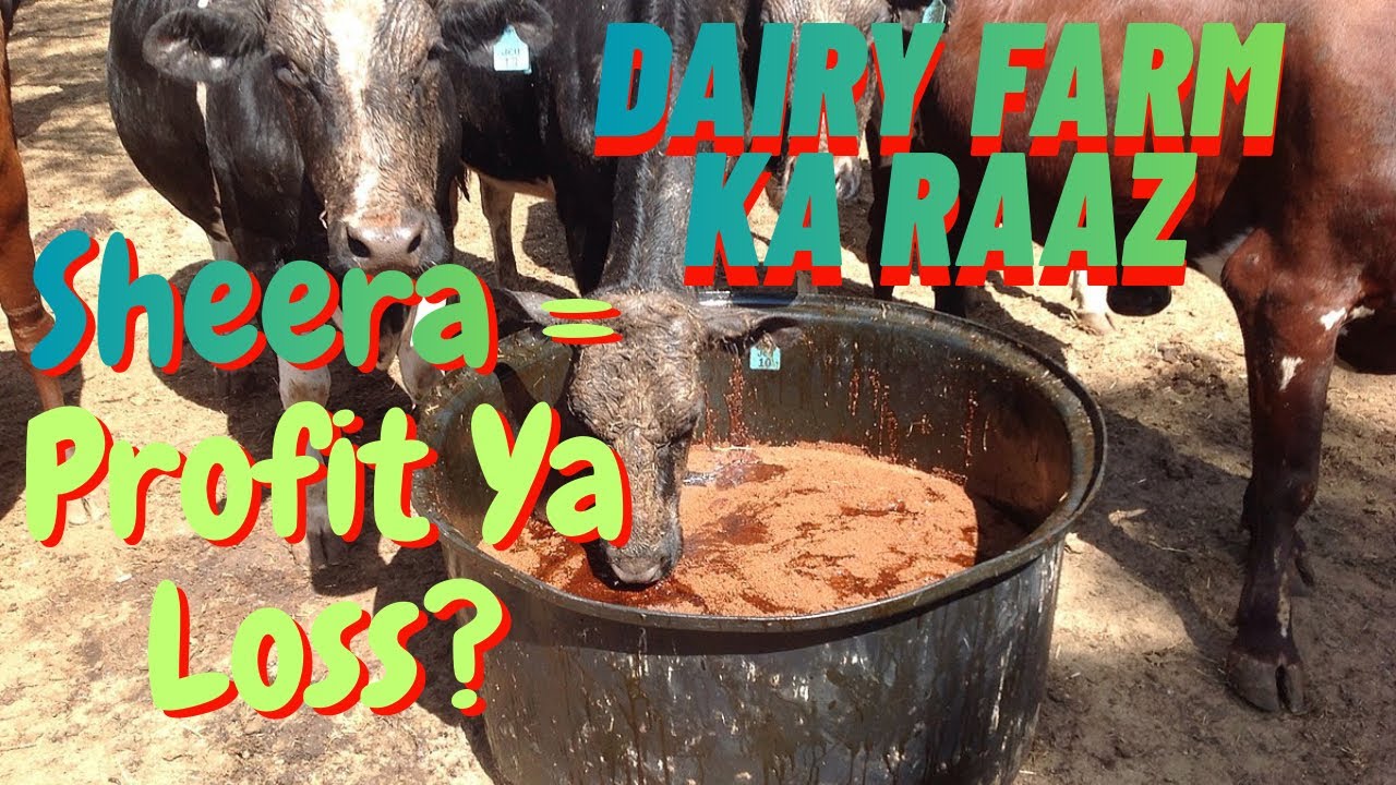 Dairy Farm Mein Shera (Sugar Cane Molasses) Pani Ke Sath Milane K Faiday Aur Nuqsan | Complete Guide