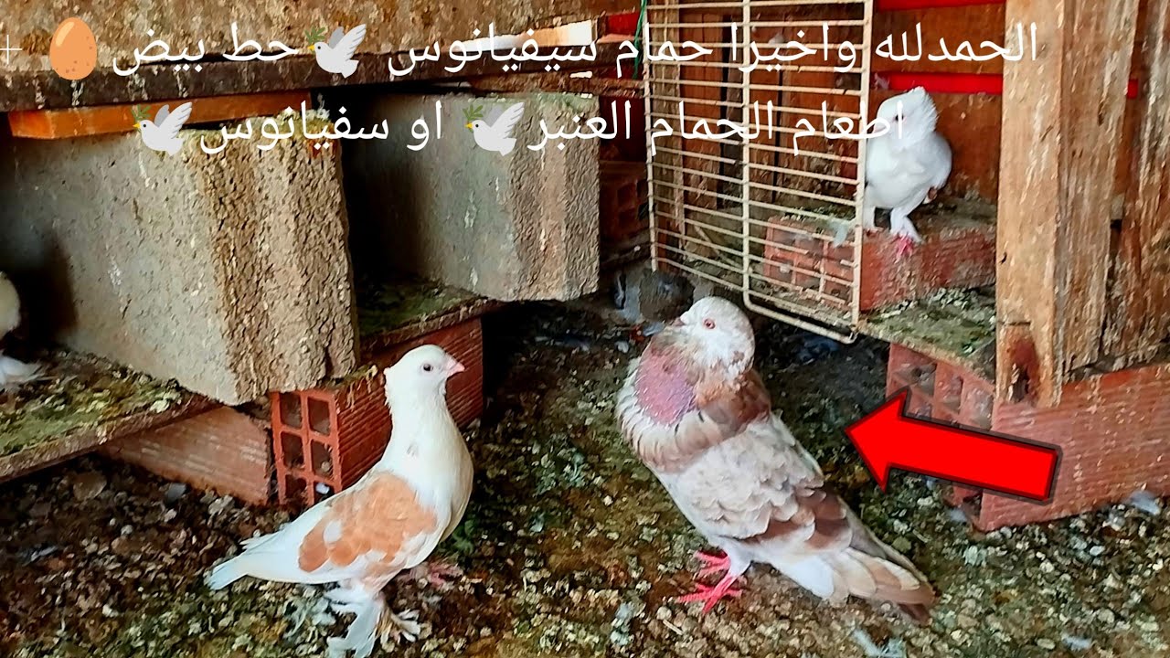 الحمدلله واخيرا حمام سيفيانوس 🕊️حط بيض🥚 + اطعام الحمام العنبر🕊️ او سفيانوس🕊️
