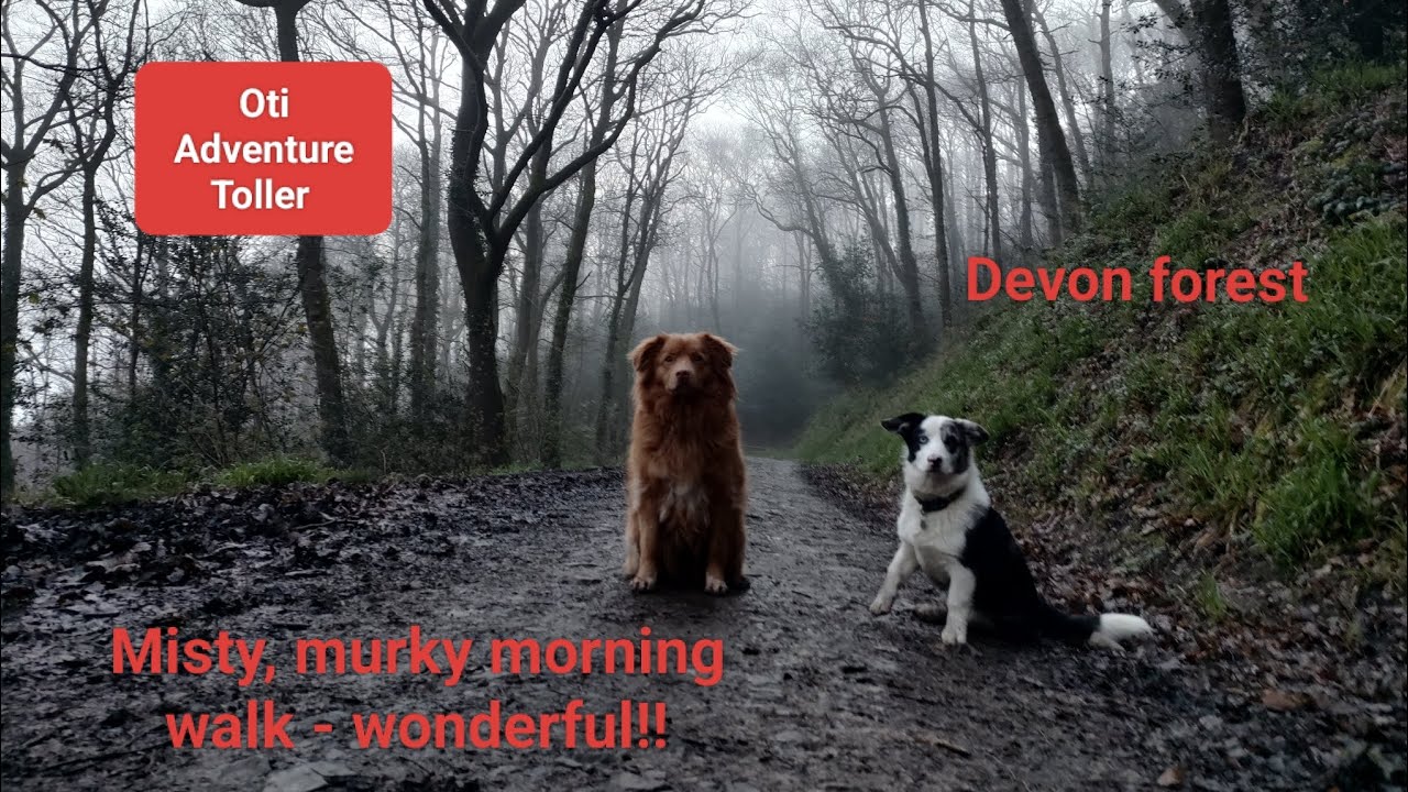 Wonderful misty, murky, short morning walk with Oti and Merlin through English rainforest.