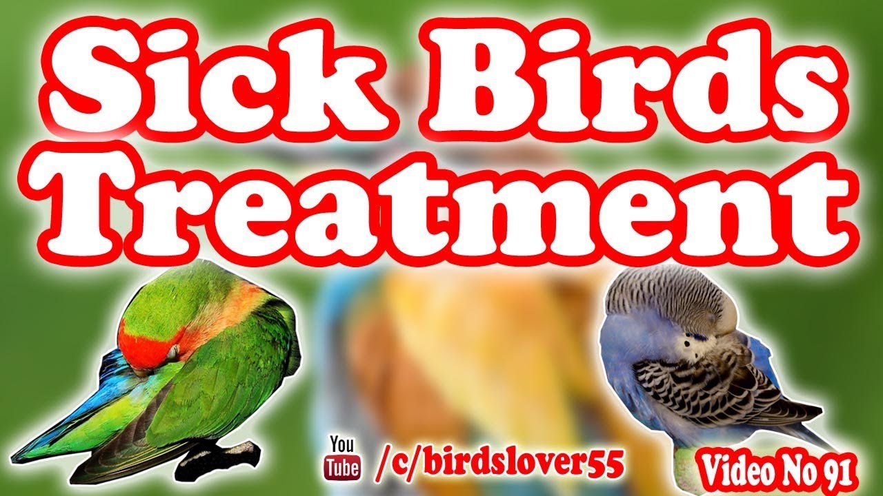 baymar parindon ka kaisay pata chalta hay or uska ilaj kia hay. how to treat sick birds. Video no 91