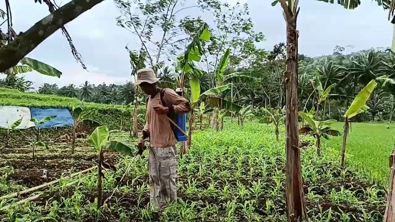 CARA PUPUK JAGUNG dg PENYEMPROTAN