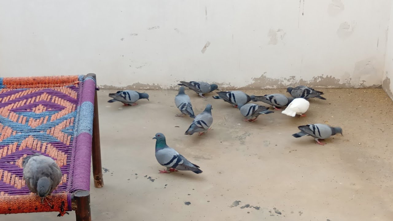 New Series. S1 E14. Birds 🐦 activity on our roof top Saturday 24.01.2026.