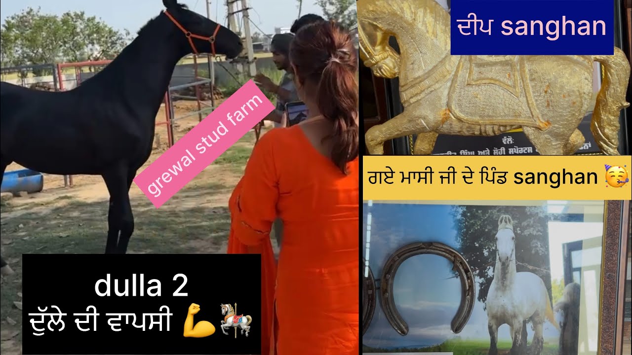 CHAMPION STALLION DULLA 🎠coming soon 🥳 #viralvlog #familyvlog #youtubevlogs #studfarm 